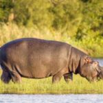 Half Day Tala Game Reserve & Phezulu Safari from Durban - Who Will Love This Tour?