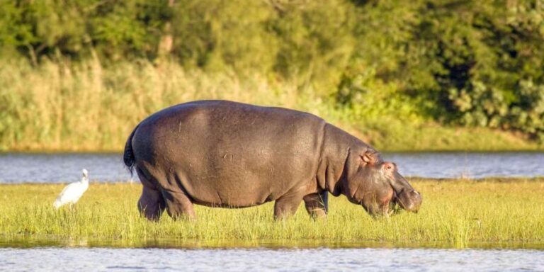 Half Day Tala Game Reserve & Phezulu Safari from Durban - Who Will Love This Tour?