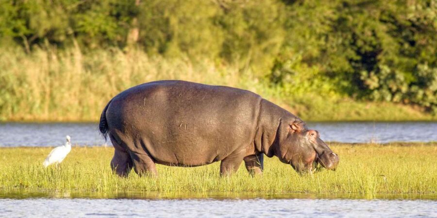 Half Day Tala Game Reserve & Phezulu Safari from Durban - Who Will Love This Tour?