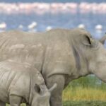 Half Day Tala Game Reserve + Phezulu Safari Park from Durban - Exploring the Itinerary: What to Expect on This Tour