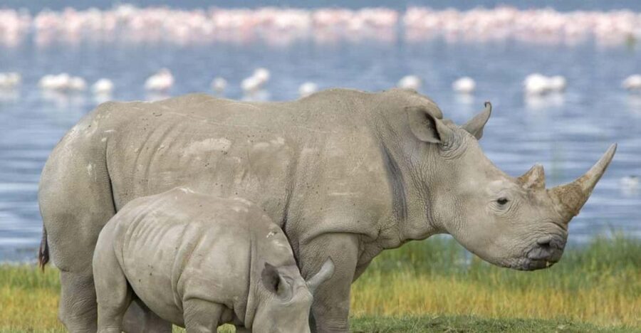 Half Day Tala Game Reserve + Phezulu Safari Park from Durban - Exploring the Itinerary: What to Expect on This Tour