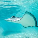 Half Day Tour lagoon discovery marine fauna flora small group - First Stop: Rays and Sharks at the Sandbar