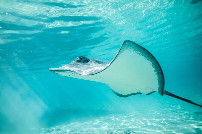 Half Day Tour lagoon discovery marine fauna flora small group - First Stop: Rays and Sharks at the Sandbar
