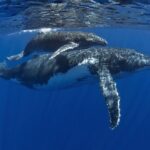 Half day whale tour 4h00 - Practical Details and Tips