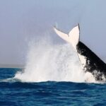 Half-Day Whale Watching Sunset Cruise from Broome - Analyzing the Value