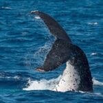 Half-Day Whale Watching Tour from Burnett Heads with Lunch - What Makes This Tour Stand Out