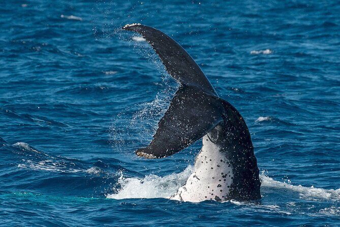 Half-Day Whale Watching Tour from Burnett Heads with Lunch - What Makes This Tour Stand Out