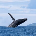 Half day Whales watching PRIVATE group - Authentic Encounters Backed by Guest Insights
