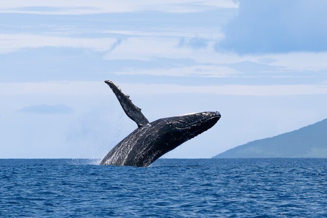 Half day Whales watching PRIVATE group - Authentic Encounters Backed by Guest Insights