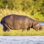 HalfDay Hippo & Croc Boat Cruise Isimangaliso f Richards Bay - Considering the Price: Is It Worth It?