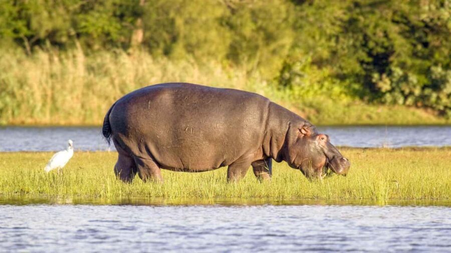 HalfDay Hippo & Croc Boat Cruise Isimangaliso f Richards Bay - Considering the Price: Is It Worth It?