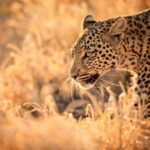 Hartbeespoort: Lion and Safari Park Guided Tour - Key Points