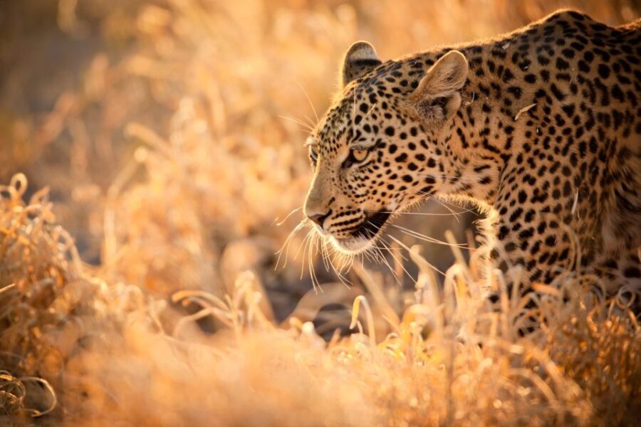Hartbeespoort: Lion and Safari Park Guided Tour - Key Points