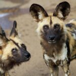 Hartbeespoort: Lion and Safari Park Tour - The Guides Make All the Difference