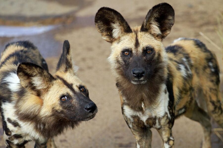 Hartbeespoort: Lion and Safari Park Tour - The Guides Make All the Difference