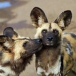 Hartbeespoort: Predator Safari with a Guide - The Value of the Experience