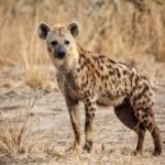 Hartbeespoort: Self-Drive Lion and Safari Park Tour - Key Points