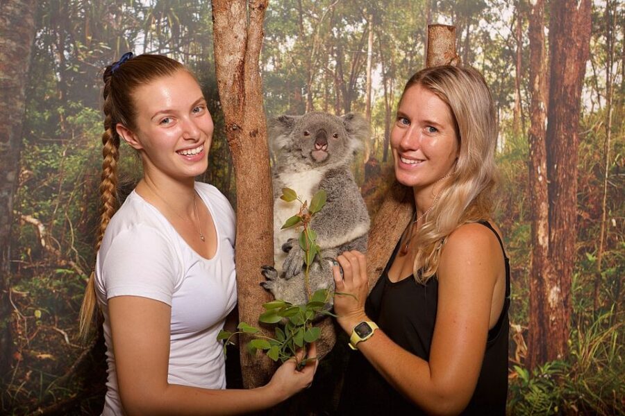 Hartley's Crocodile Adventures: Hartley's Koala Breakfast - Considering the Drawbacks
