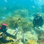 Hauraki Gulf: Hammerhead Experience Dive Charter - An Introduction to the Hauraki Gulf Experience