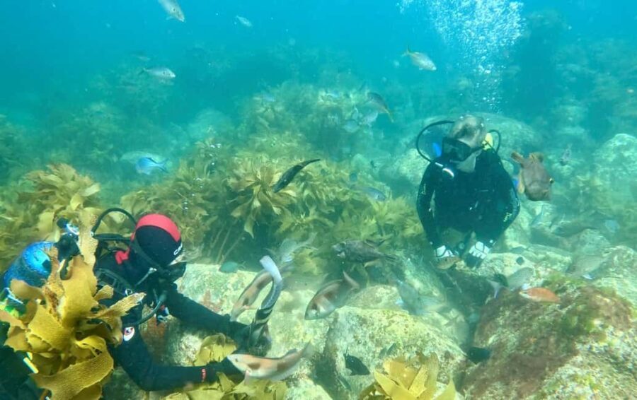 Hauraki Gulf: Hammerhead Experience Dive Charter - An Introduction to the Hauraki Gulf Experience