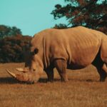 Hazyview: Kruger National Park Full-Day Safari - What to Expect During Your Day in Kruger