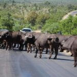 Hazyview: Kruger Park Safari & Panorama Route 2-Day Tour - Day 1: Kruger National Park Big 5 Safari