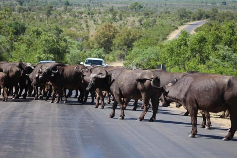 Hazyview: Kruger Park Safari & Panorama Route 2-Day Tour - Day 1: Kruger National Park Big 5 Safari
