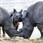 Hazyview: Private Full-Day Guided Kruger Safari - What’s Included & What’s Not