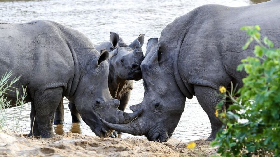 Hazyview: Private Full-Day Guided Kruger Safari - What’s Included & What’s Not