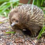 Healesville Sanctuary: General Admission Ticket - Why This Experience Works for You