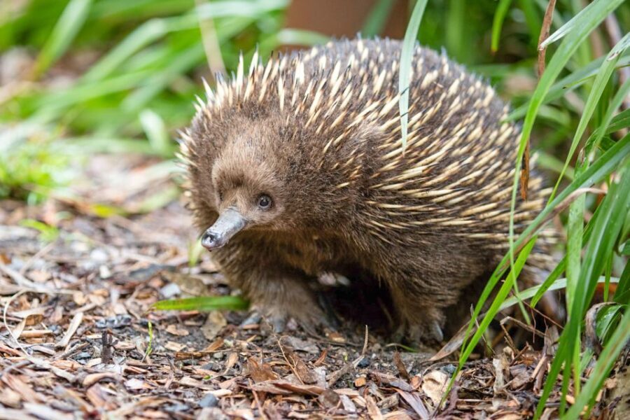 Healesville Sanctuary: General Admission Ticket - Why This Experience Works for You