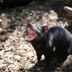 Healesville Sanctuary General Entry Ticket - Getting There and Practical Details
