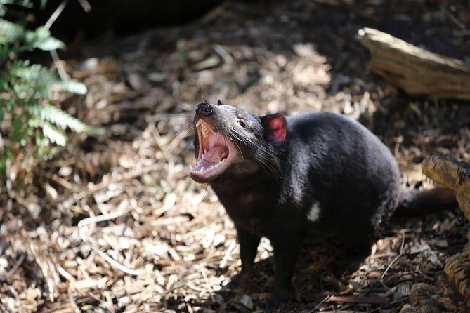 Healesville Sanctuary General Entry Ticket - Getting There and Practical Details