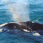 Hermanus: Boat Based Whale Watching Experience - Who Will Love This Tour?