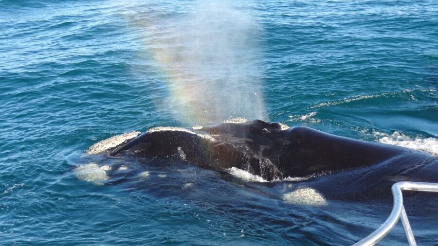 Hermanus: Boat Based Whale Watching Experience - Who Will Love This Tour?