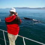 Hermanus: Whale and Dolphin Watching Boat Trip - FAQ