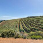 Hermanus: Whale Watching and Wine Testing - The Sum Up