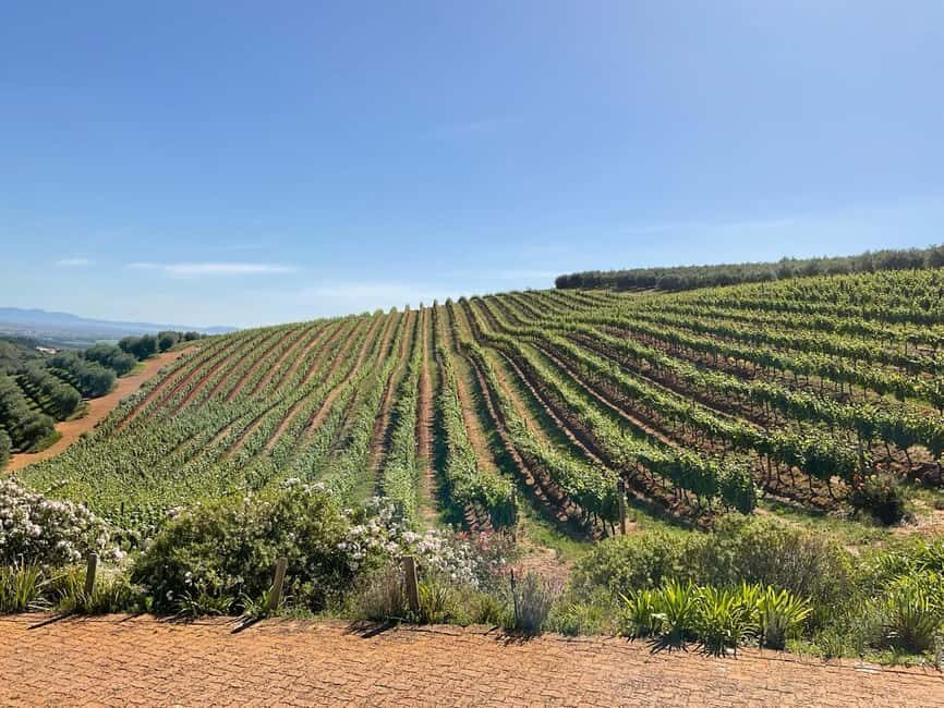 Hermanus: Whale Watching and Wine Testing - The Sum Up