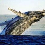 Hermanus Whale Watching and Winelands Private Full-day Tour - What’s Included and What’s Not
