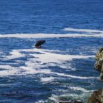 Hermanus Whale Watching and Winelands Private Full-day Tour - What’s Included & What to Consider