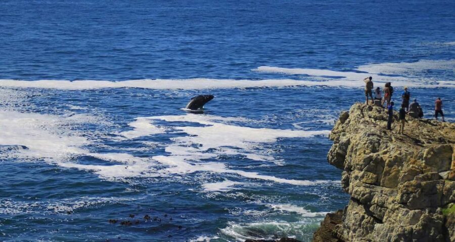 Hermanus Whale Watching and Winelands Private Full-day Tour - What’s Included & What to Consider