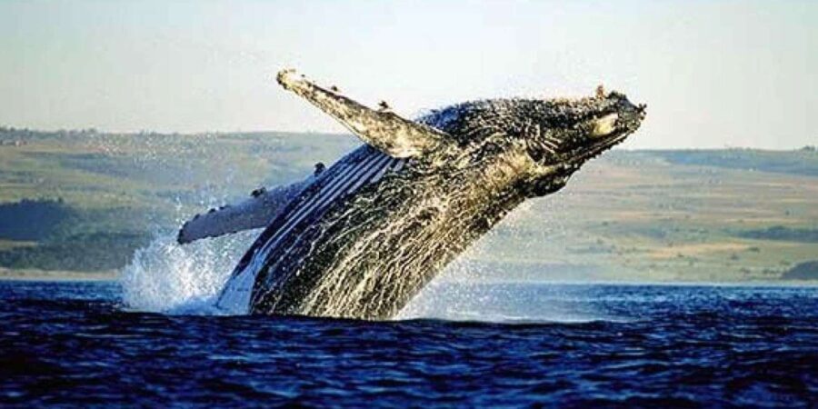 Hermanus Whale Watching and Winelands Private Full-day Tour - What’s Included and What’s Not