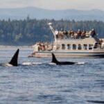Hermanus: Whale Watching Boat Trip and Wine tasting ,Penguin - Detailed Breakdown of the Itinerary