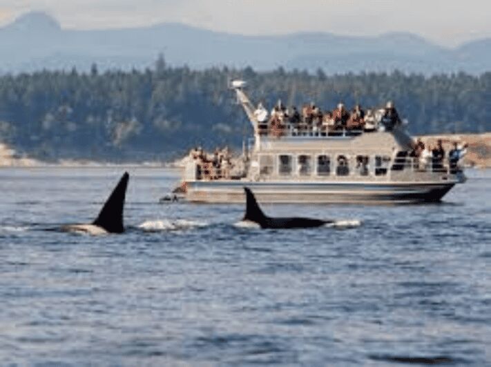 Hermanus: Whale Watching Boat Trip and Wine tasting ,Penguin - Detailed Breakdown of the Itinerary