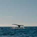 Hermanus Whale Watching Day Tour - What to Expect from the Hermanus Whale Watching Day Tour
