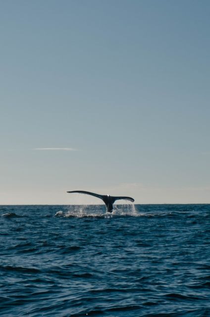 Hermanus Whale Watching Day Tour - What to Expect from the Hermanus Whale Watching Day Tour