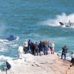 Hermanus Whale Watching Experience - Why This Tour Offers Good Value