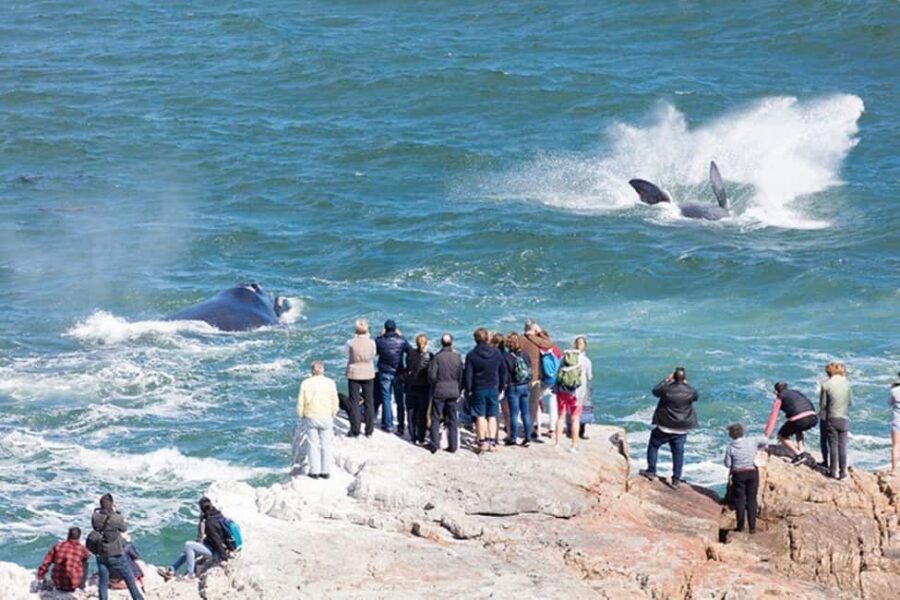 Hermanus Whale Watching Experience - Why This Tour Offers Good Value