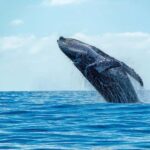 Hermanus Whale Watching Full day Shared Tour,From Cape Town - Harold Porter National Botanical Garden