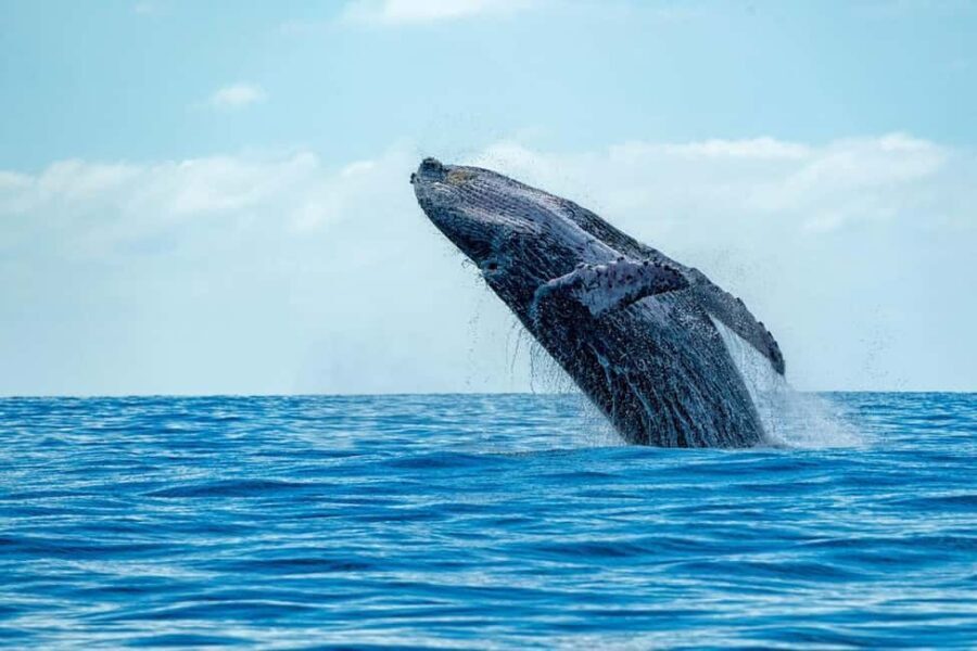 Hermanus Whale Watching Full day Shared Tour,From Cape Town - Harold Porter National Botanical Garden